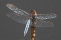 Crocothemis nigrifrons male-3432